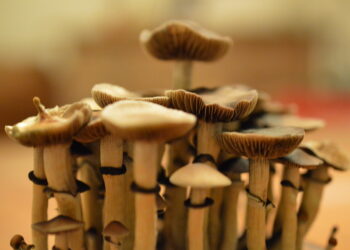 Benefits of mycelium growing kits
