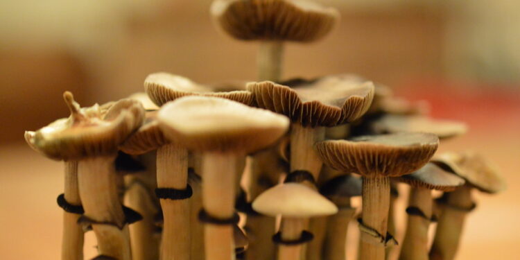 Benefits of mycelium growing kits