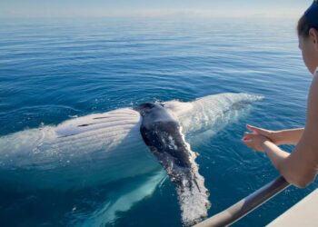 Why Whale Watching Needs To Be added To All Australian’s Bucket List.