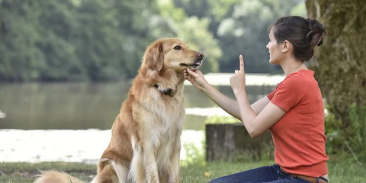 Lifetime Learning: The Benefits of Continuous Education for Your Dog